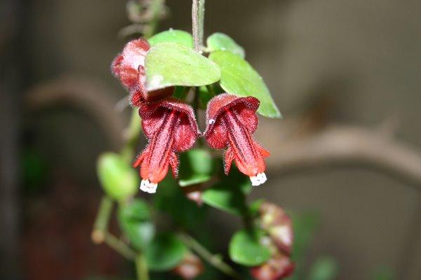 http://www.cloudjungle.com/CloudJungle/Gesneriaceae/Aeschynanthus/Aeschynanthus tricolor flower1.jpg